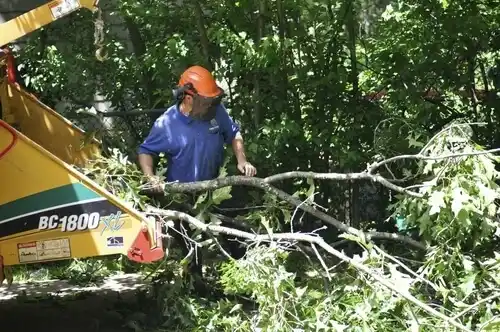 tree services Holden Beach